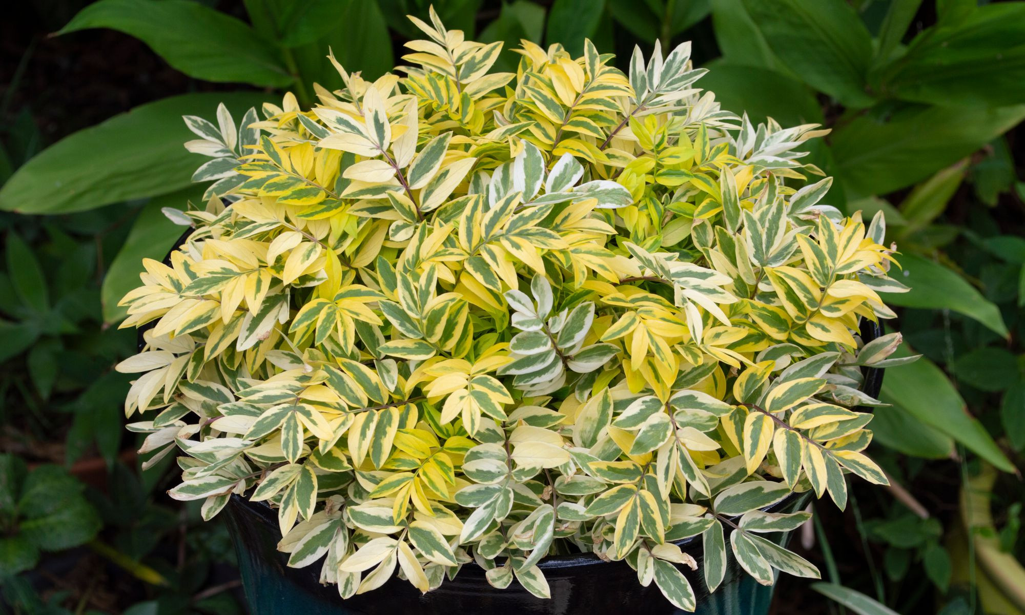 Polemonium (Jacob's Ladder) 'Golden Feathers'